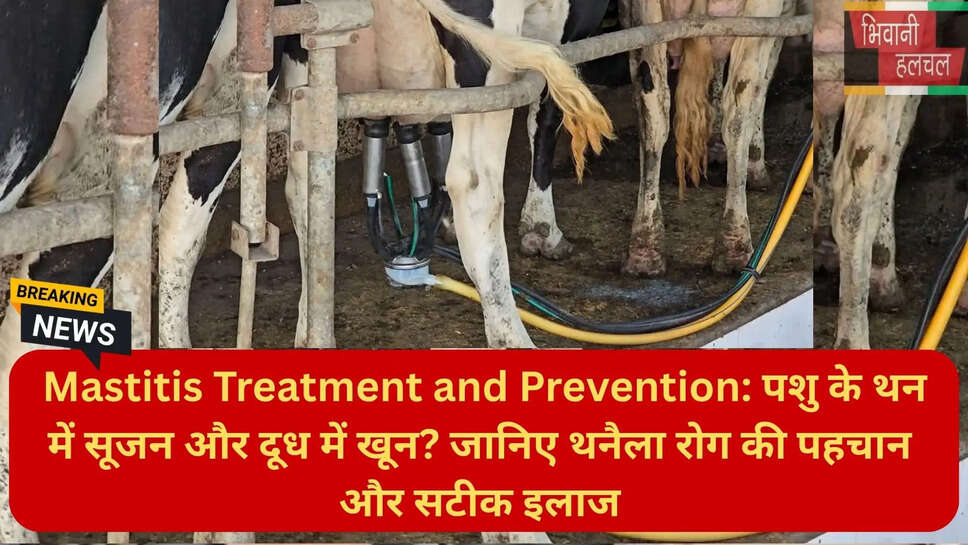 सब क्लिनिकल थनैला रोग