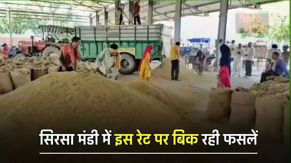  हरियाणा की सिरसा मंडी में इस रेट पर बिक रही फसलें, देखें आज का ताजा भाव