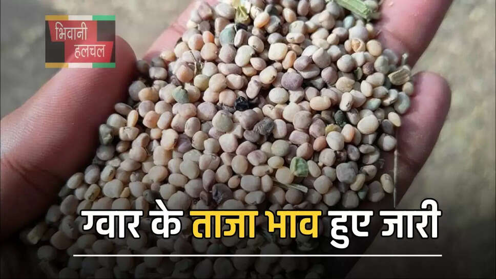 ग्वार के ताजा भाव हुए जारी, जाने सभी मंडी में किस रेट पर बिक रही फसल&nbsp;