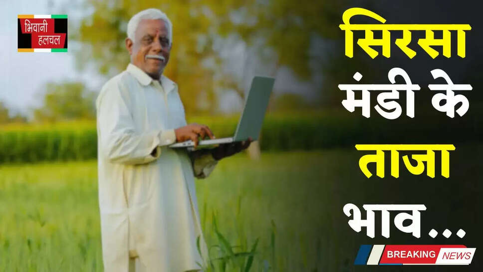 Mandi Bhav: हरियाणा की सिरसा मंडी में इस रेट पर बिकी फसलें, देखें आज के ताजा भाव