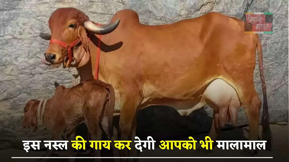 इस नस्ल की गाय कर देगी आपको भी मालामाल, इतना महंगा बिकता है इसका दूध