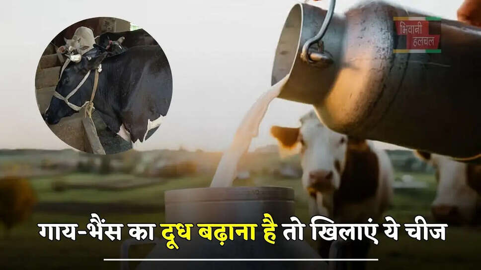 गाय-भैंस का दूध बढ़ाना है तो खिलाएं ये चीज, बाल्टी भर देगी एक बार में...