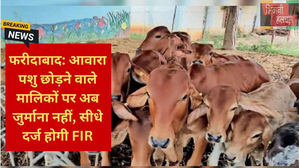 आवारा गायों पर सख्त नियम फरीदाबाद