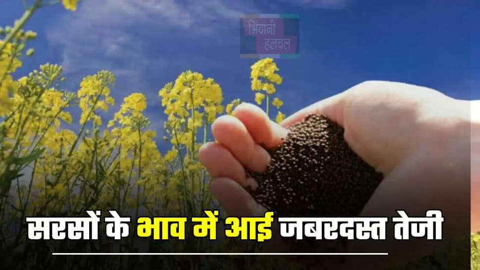 सरसों के भाव में आई जबरदस्त तेजी, देखें सभी मंडियों में आज का ताजा भाव