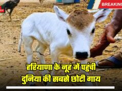 Haryana Punganur Cow