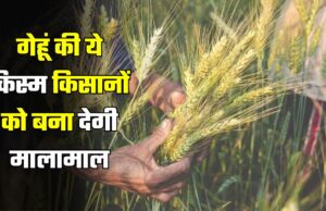 https://bhiwanihalchal.com/this-variety-of-wheat-will-make-farmers-rich-2/