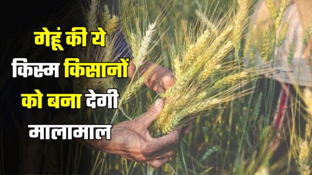 https://bhiwanihalchal.com/this-variety-of-wheat-will-make-farmers-rich-2/