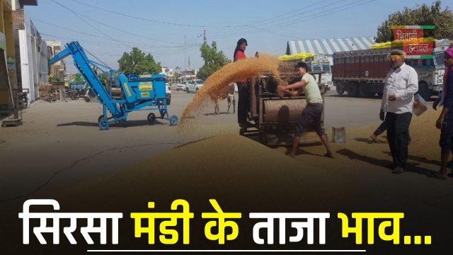 Mandi Bhav : हरियाणा की सिरसा मंडी में इस रेट पर बिकी सभी फसलें, देखें ताजा भाव