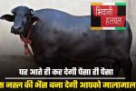 Buffalo Farming : घर आते ही कर देगी पैसा ही पैसा, इस नस्ल की भैंस बना देगी आपको मालामाल...