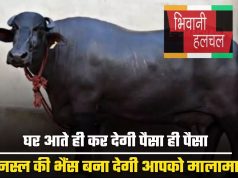 Buffalo Farming : घर आते ही कर देगी पैसा ही पैसा, इस नस्ल की भैंस बना देगी आपको मालामाल...