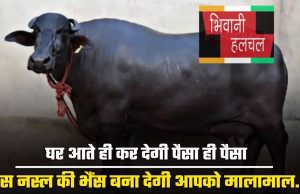 Buffalo Farming : घर आते ही कर देगी पैसा ही पैसा, इस नस्ल की भैंस बना देगी आपको मालामाल...