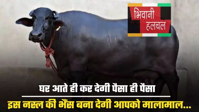 Buffalo Farming : घर आते ही कर देगी पैसा ही पैसा, इस नस्ल की भैंस बना देगी आपको मालामाल...