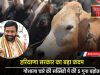 गौशाला चारे की सब्सिडी में की 5 गुना बढ़ोतरी