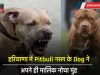 Haryana : हरियाणा में Pitbull नस्ल के Dog ने अपने ही मालिक नोचा मुंह, इस कारण हुआ था अग्रेसीव